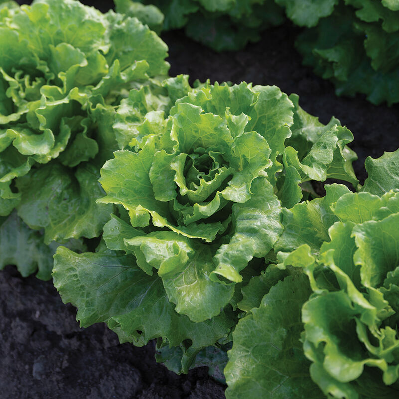 Reno – Lettuce Seed